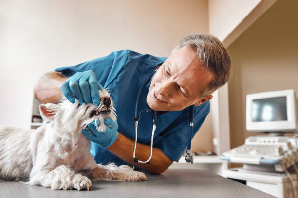 Best Emergency Dentist for Knocked-Out Tooth in Underwood, IA